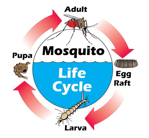 mosquito life cycle image